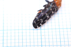 Anaphlocteis pulchrus