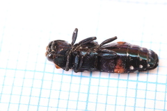 Anaphlocteis pulchrus