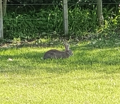 Oryctolagus cuniculus cuniculus