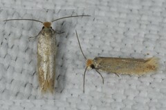 Bucculatrix cristatella