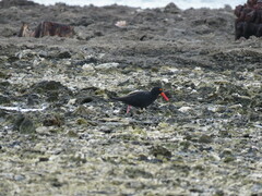 Haematopus fuliginosus