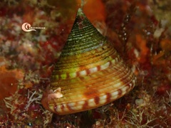 Calliostoma zizyphinum