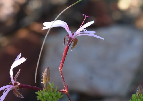 Image of Pelargonium fruticosum by (c) Justin Ponder, some rights reserved (CC BY)