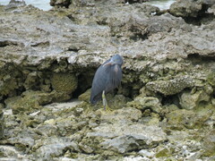 Egretta sacra