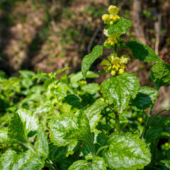 Lamium galeobdolon