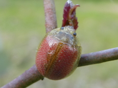 Paropsisterna fastidiosa