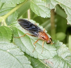 Ptecticus aurobrunneus