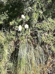 Cortaderia selloana