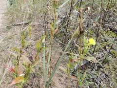 Oenothera rubricaulis