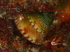 Calliostoma zizyphinum