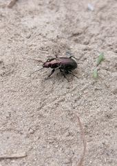 Poecilus cupreus