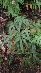 Adiantum silvaticum