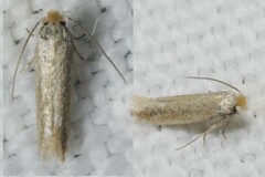 Bucculatrix cristatella