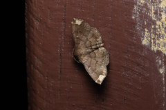 Adrapsa quadrilinealis