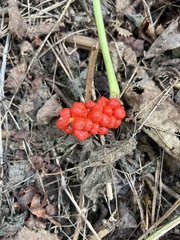 Arum maculatum