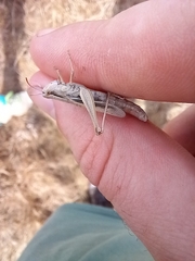 Chorthippus albomarginatus