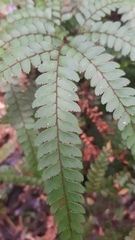 Adiantum silvaticum