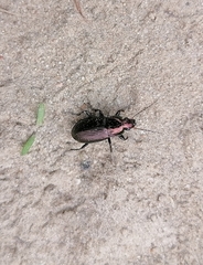 Poecilus cupreus