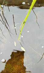 Potamogeton confervoides