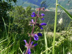 Salvia pratensis