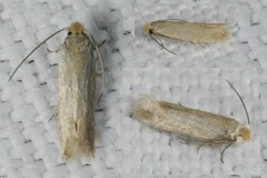 Bucculatrix cristatella