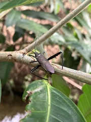 Notobitus meleagris