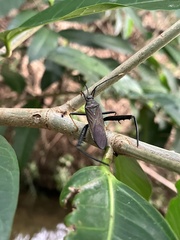 Notobitus meleagris
