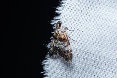 Salma ridiculalis