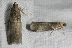 Acrobasis advenella
