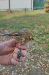 Acrocephalus arundinaceus