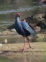 Porphyrio poliocephalus