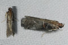Acrobasis advenella