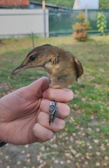 Acrocephalus arundinaceus