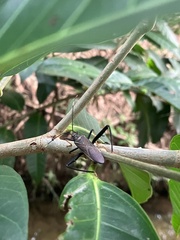 Notobitus meleagris