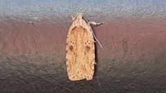 Agonopterix