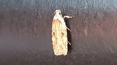 Agonopterix