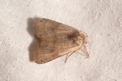 Xestia baja