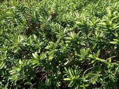 Veronica strictissima