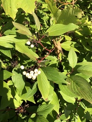 Cornus alba