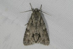 Acronicta psi