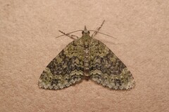 Acasis viretata
