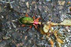 Carabus auronitens