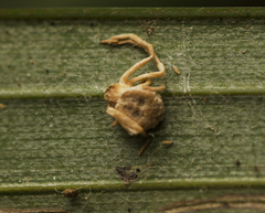 Gibellula