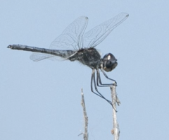Selysiothemis nigra