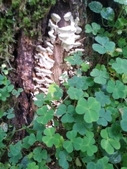 Neoantrodia serialis