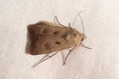 Agrotis trux