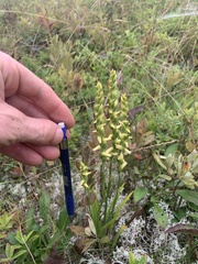 Spiranthes ochroleuca