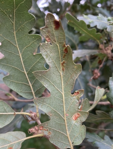 Aceria cerrea