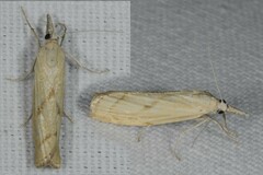 Agriphila inquinatella