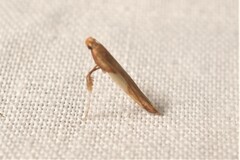 Caloptilia